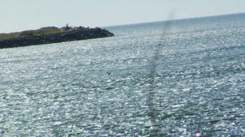 Seagull Flying Over Water 動画素材 97047