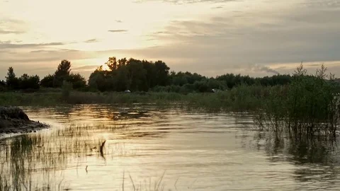 Seagull is flying over the water Stock Footage 79604991