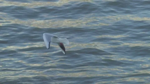 Seagull Flying over water Stock Footage 84533005