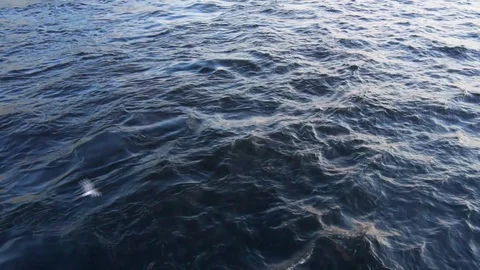 Seagull flying over water surface. Stock Footage 110787447