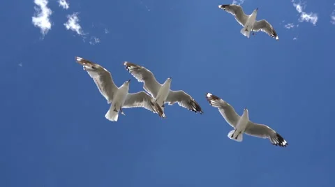 Seagull flying overhead Stockbeeldmateriaal 58488256