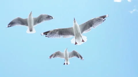 Seagull flying overhead Stockbeeldmateriaal 58488973