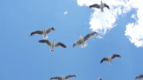 Seagull flying overhead Stock Footage 58489094