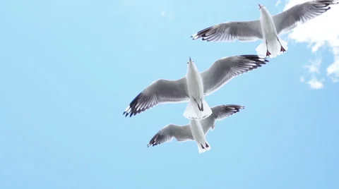 Seagull flying overhead Stock Footage 58489154
