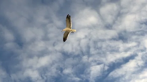 Seagull flying overhead. Video stock 166133589