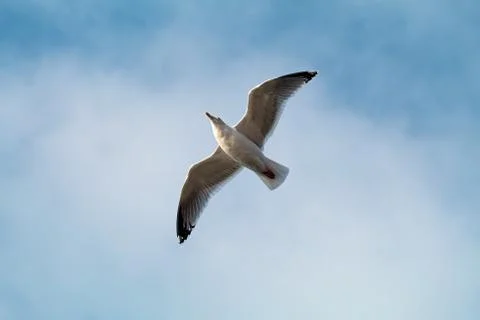 Seagull flying overhead Stock Photos