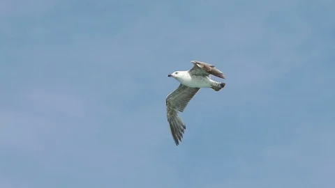 Seagull flying overhead in slow motion Vídeos de archivo 77258581