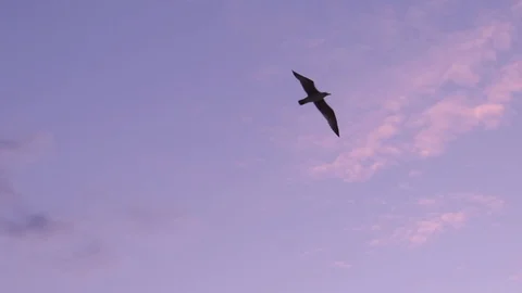 Seagull flying overhead in slow motion at dusk, silhouetted against blue sky. Stock Footage 115920283