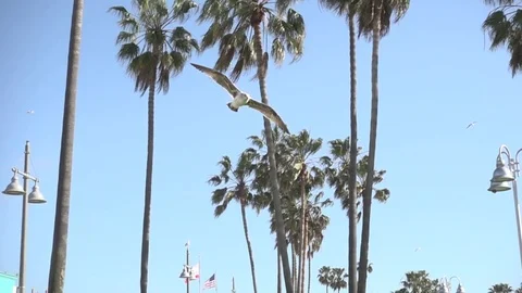 Seagull Flying Past Palm Trees Stock Footage 80355829