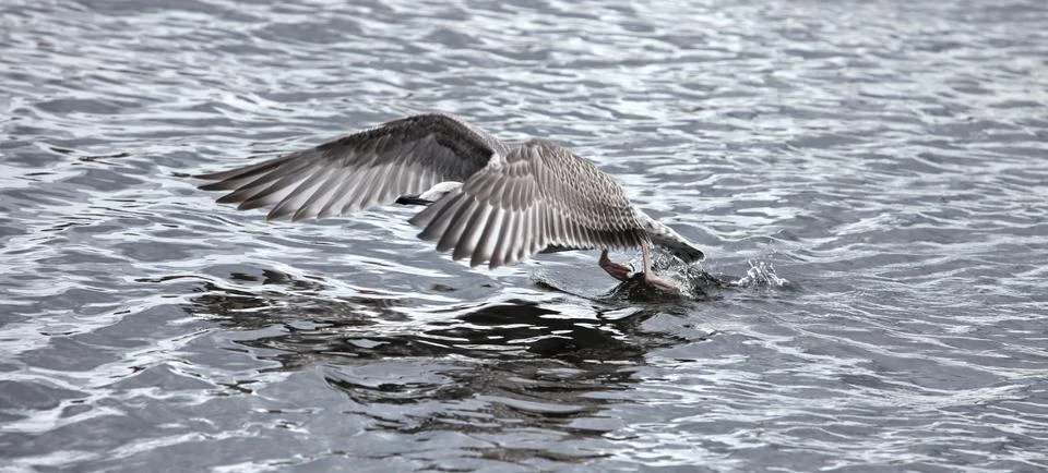 Seagull the flying Stock Photos