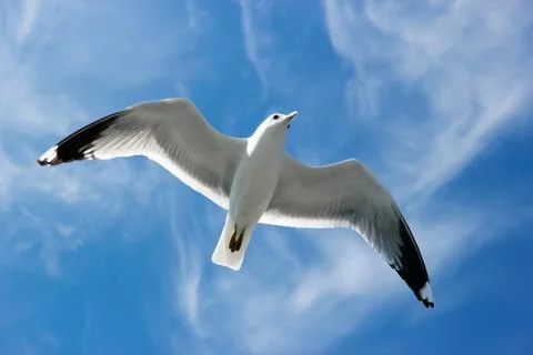 Seagull flying Stock Photos