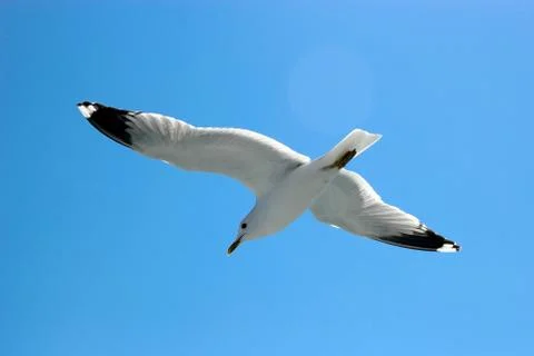 Seagull flying Stockfoto's
