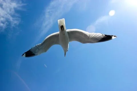 Seagull flying Stock Photos