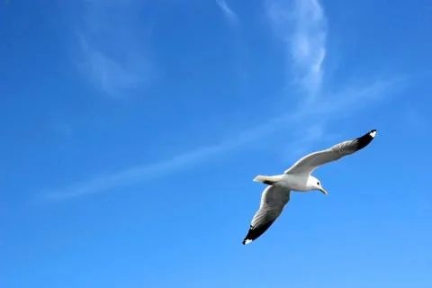 Seagull flying Stock Photos