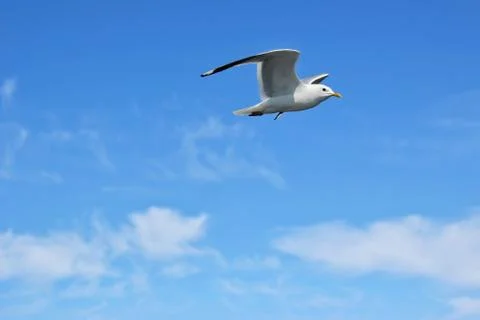 Seagull flying Stockfoto's