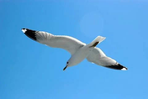 Seagull flying Stock Photos