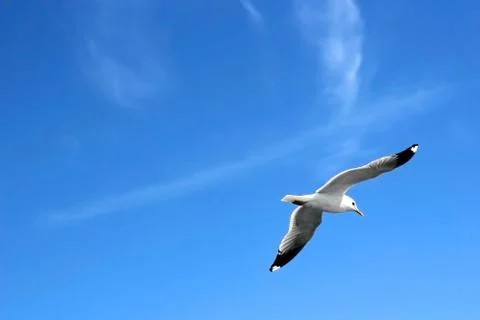 Seagull flying Stock Photos