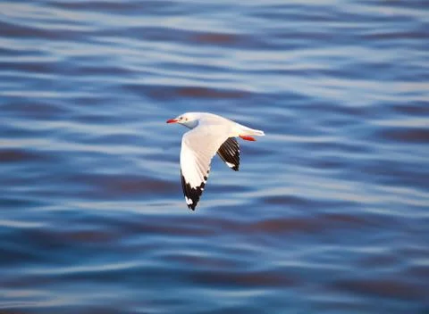 Seagull flying Stock Photos