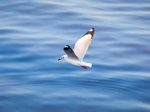 Seagull flying Stock Photos