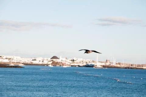 Seagull flying Stock Photos