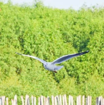 Seagull flying Stock Photos
