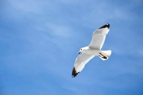 The seagull flying Stock Photos