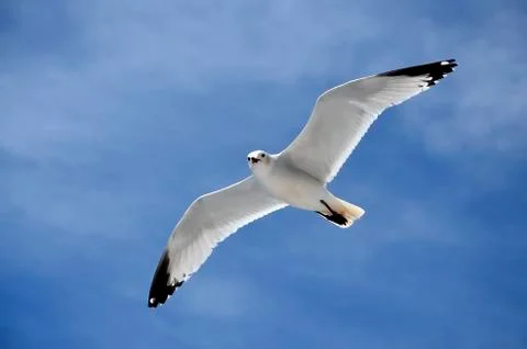 The seagull flying Stock Photos