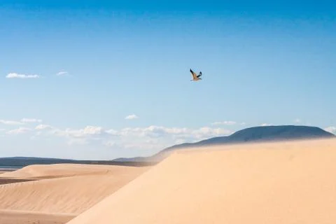 Seagull flying Stock Photos