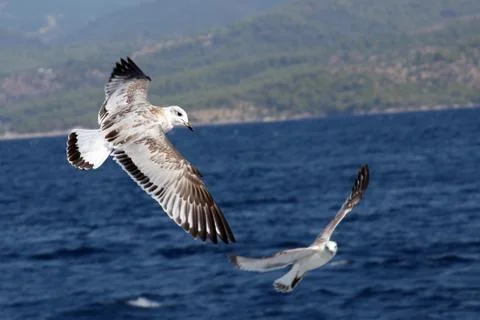 The Seagull Flying Stockfoto's