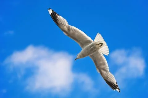 Seagull flying Stock Photos