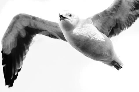 Seagull flying Stock Photos