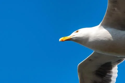 Seagull flying Foto stock
