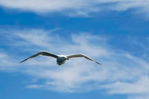 Seagull flying 写真素材