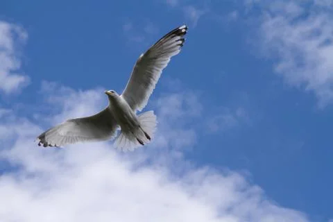 Seagull flying Stock Photos