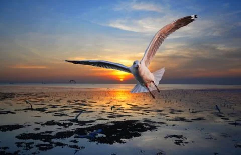 Seagull flying Fotos de archivo