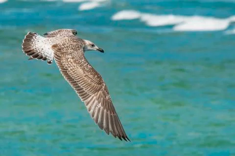 Seagull flying Stock Photos