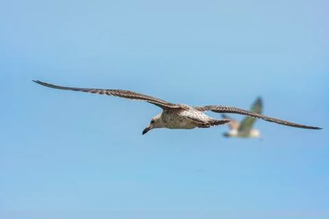 Seagull flying Stock Photos