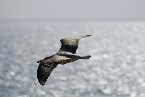 Seagull flying Stock Photos