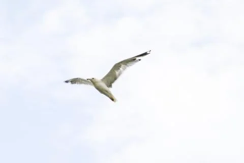 Seagull Flying Stock Photos