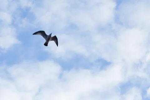 Seagull flying Stock Photos