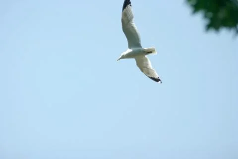 Seagull flying Foto stock