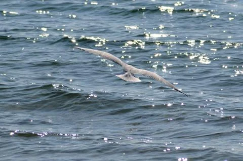 Seagull flying Stock Photos
