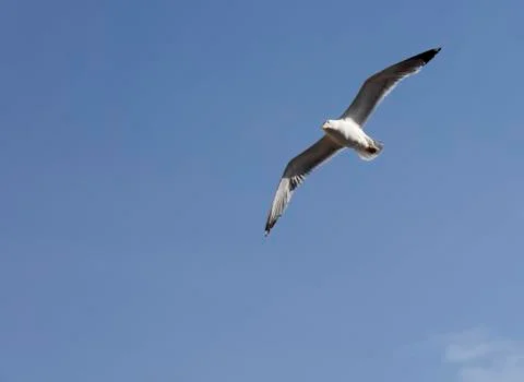 Seagull flying Stock Photos