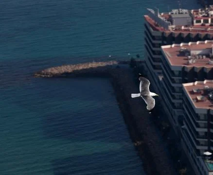 Seagull flying Foto stock