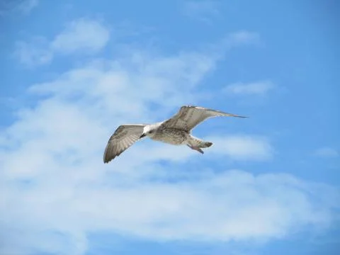 The seagull is flying Stockfoto's