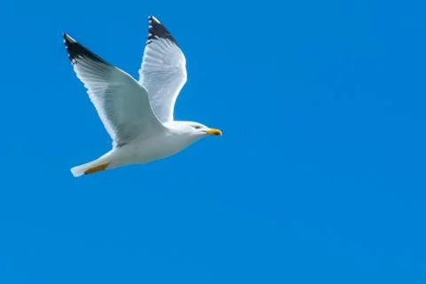 A seagull flying Stock Photos