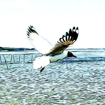 Seagull is flying Stock Photos