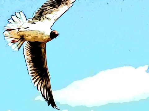 Seagull is flying  Stock Photos