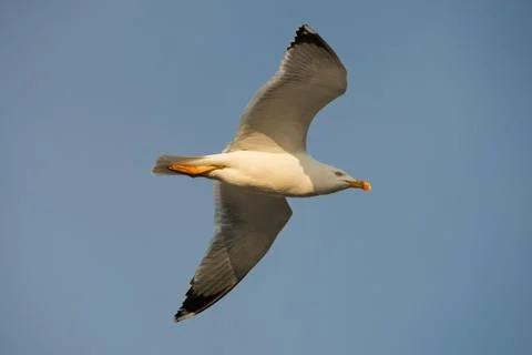 Seagull flying Stock Photos