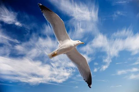 Seagull flying Stock Photos